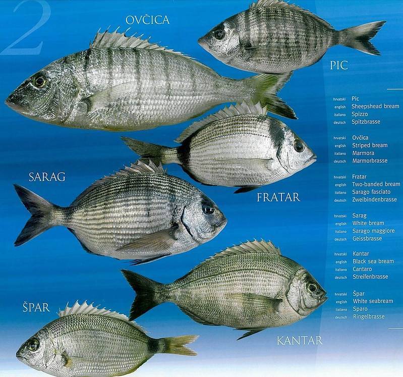Рыба карась: описание и особенности искусственного разведения — cельхозпортал