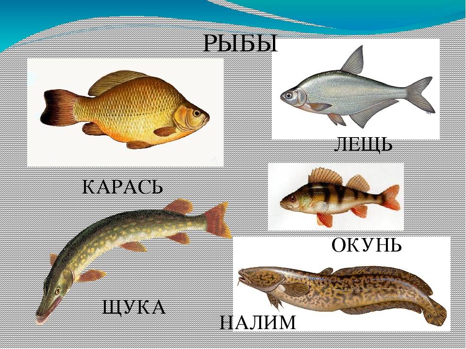 Биотические взаимоотношения у рыб