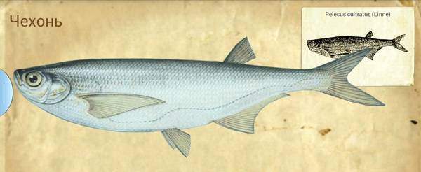Чехонь - вкусная рыба и легкая добыча, описание внешнего вида с фото
