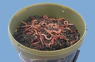 Как разводить червей дома и на даче