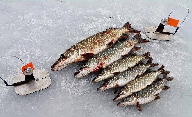 Как производится рыбалка на жерлицы по первому льду?