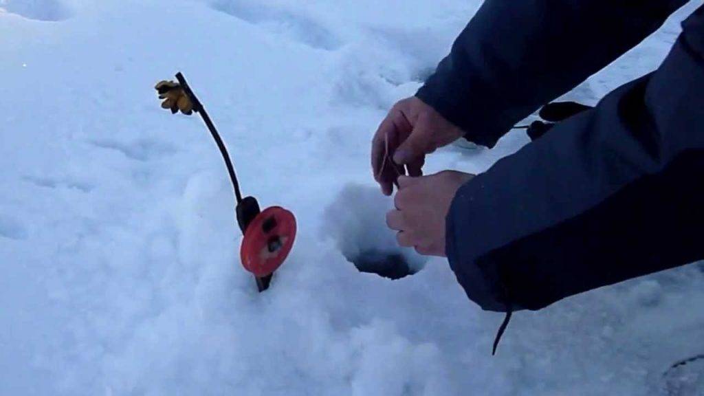Как поймать щуку на жерлицы зимой