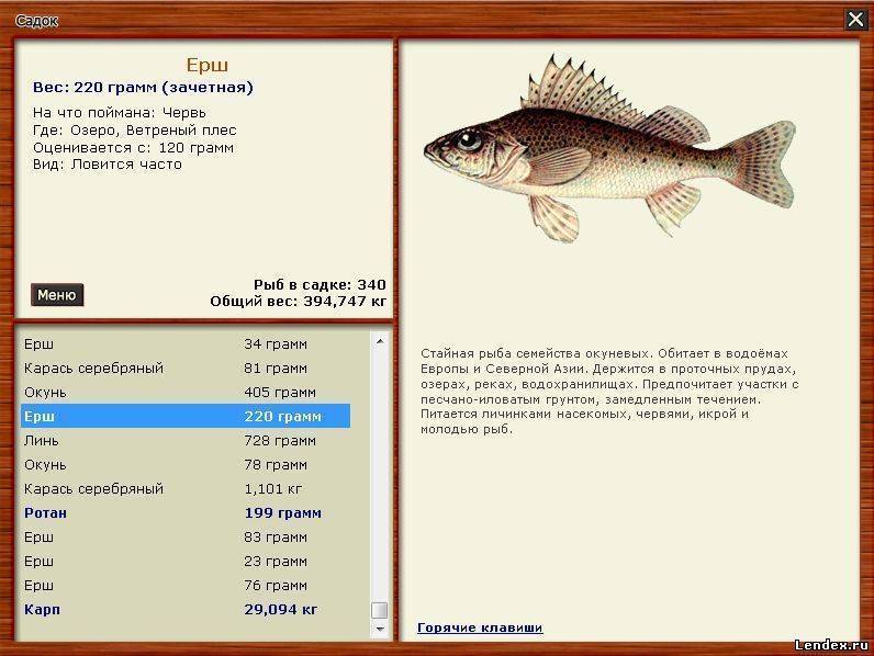 Рыба сом: описание, как выглядит, на что ловить | клёвая рыбалка