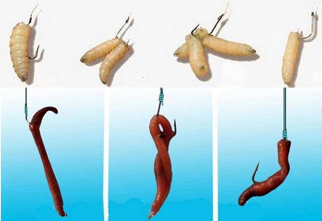 Как правильно насаживать червя на крючок? особенности и способы насаживания – суперулов – интернет-портал о рыбалке