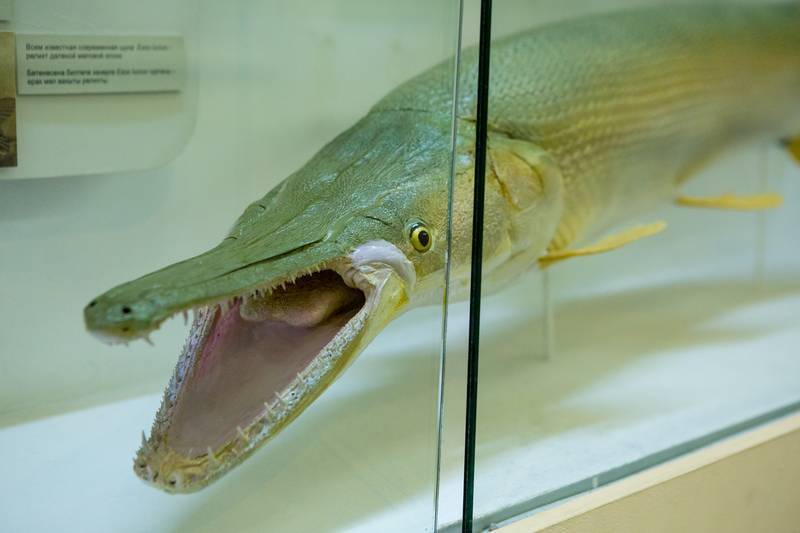 Щука-аллигатор: фото, история, внешний вид, рацион и размножение - питомец