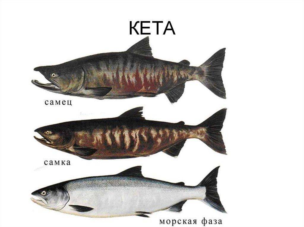 Особенности рыбы кеты и ее приготовление в кулинарии