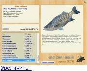 Рыба «Басс гибридный» фото и описание