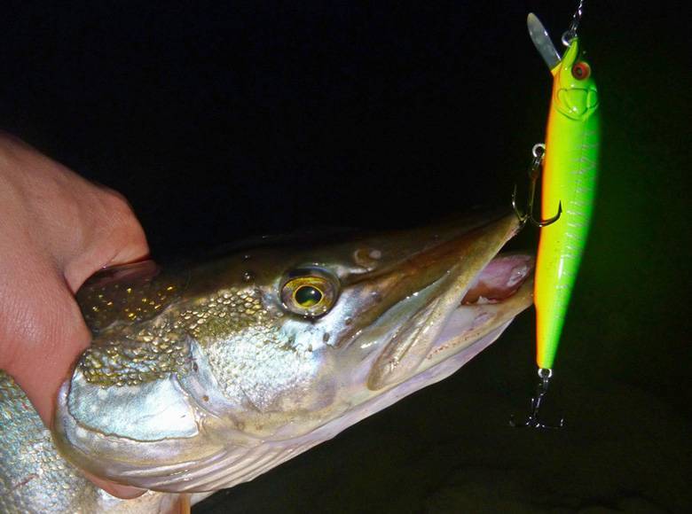 Рыбалка на спиннинг | спиннинг клаб - советы для начинающих рыбаков
ловля судака ночью на спиннинг: секреты и тонкости