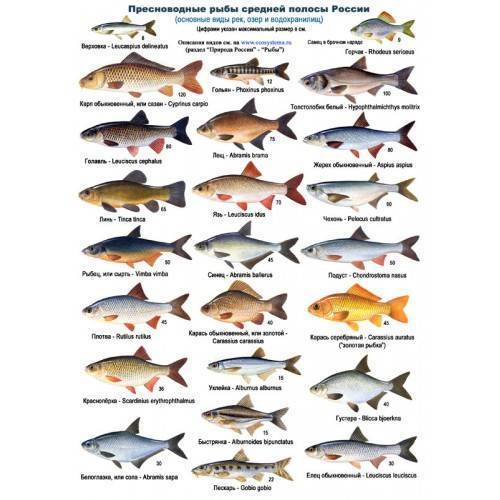 Рыбы семейства тресковых: описание, фото, места обитания