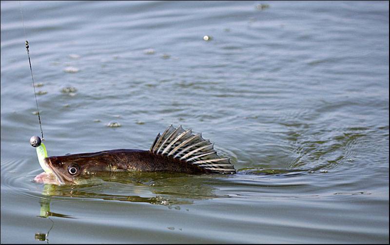 Самые рыбные места в калининградской области