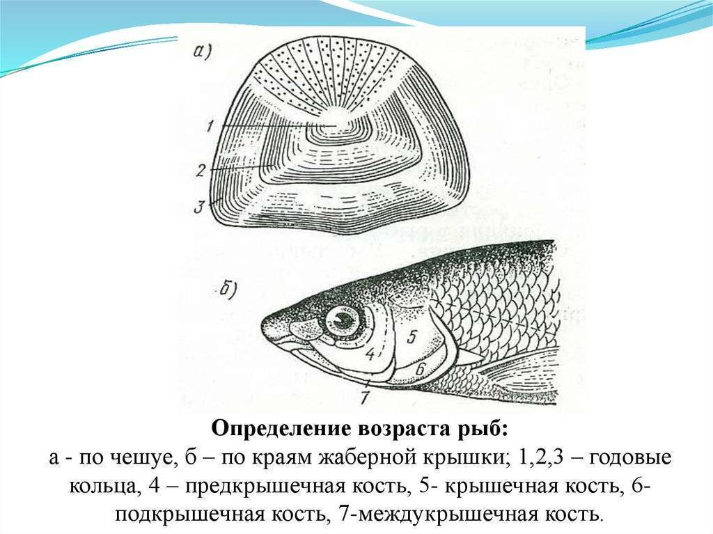 Как определить возраст рыбы: методы, позволяющие узнать ее историю по чешуе