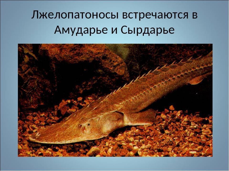 Рыба «Лопатонос обыкновенный» фото и описание