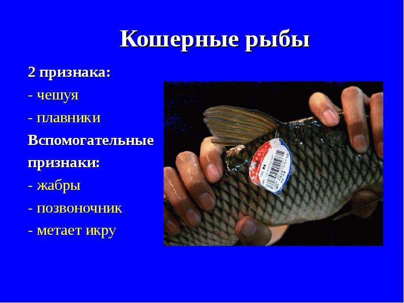 Рыбья чешуя на коже человека: причины, симптомы и лечение ихтиоза