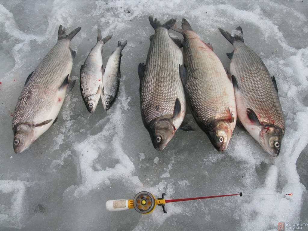 Рыбалка на белом море — какая рыба водится (фото и названия), лучшие рыболовные базы