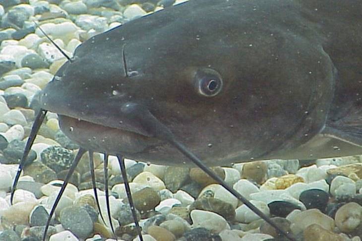 Аквариумные сомики (55 фото): названия сомов с описаниями, особенности ухода за большими и маленькими рыбками в аквариуме