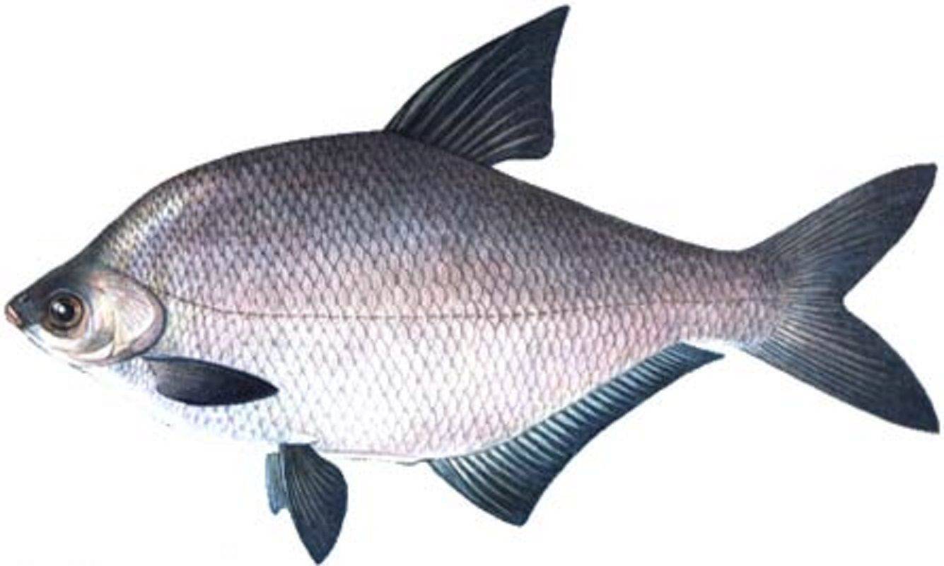 Лещ: описание рыбы, среда обитания, размножение, питание, ловля и разведение