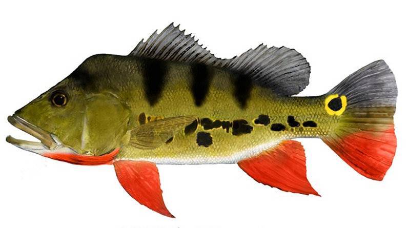 Рыба «Павлиний окунь-попока» фото и описание