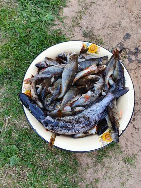 Особенности и секреты рыбалки на озере