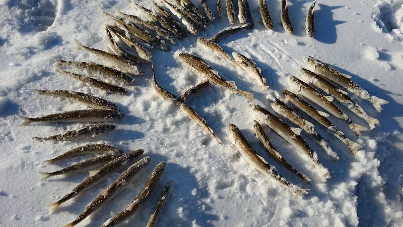 Корюшка санкт петербурга: ловля корюшки на финском заливе зимой