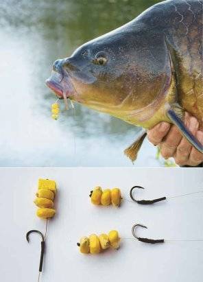 Firstfisher.ru – интернет-журнал о рыбалке и рыболовах.  ловим карпа на кукурузу