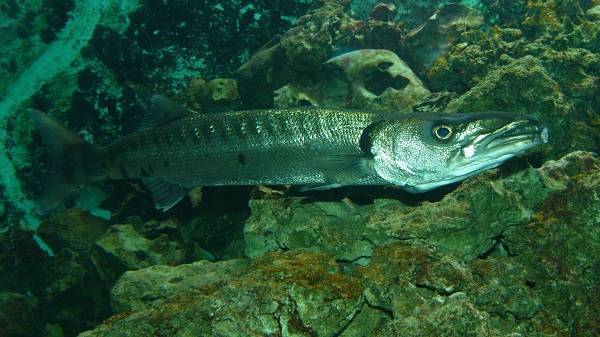 Барракуда - морские рыбы | описание, фото и видео