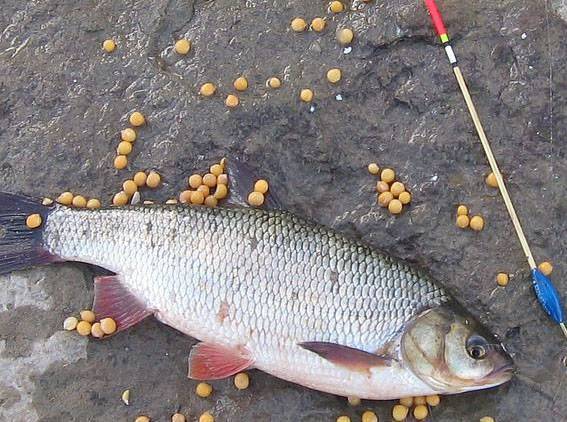 Горох для рыбалки: какую рыбу можно ловить и как готовить приманку
