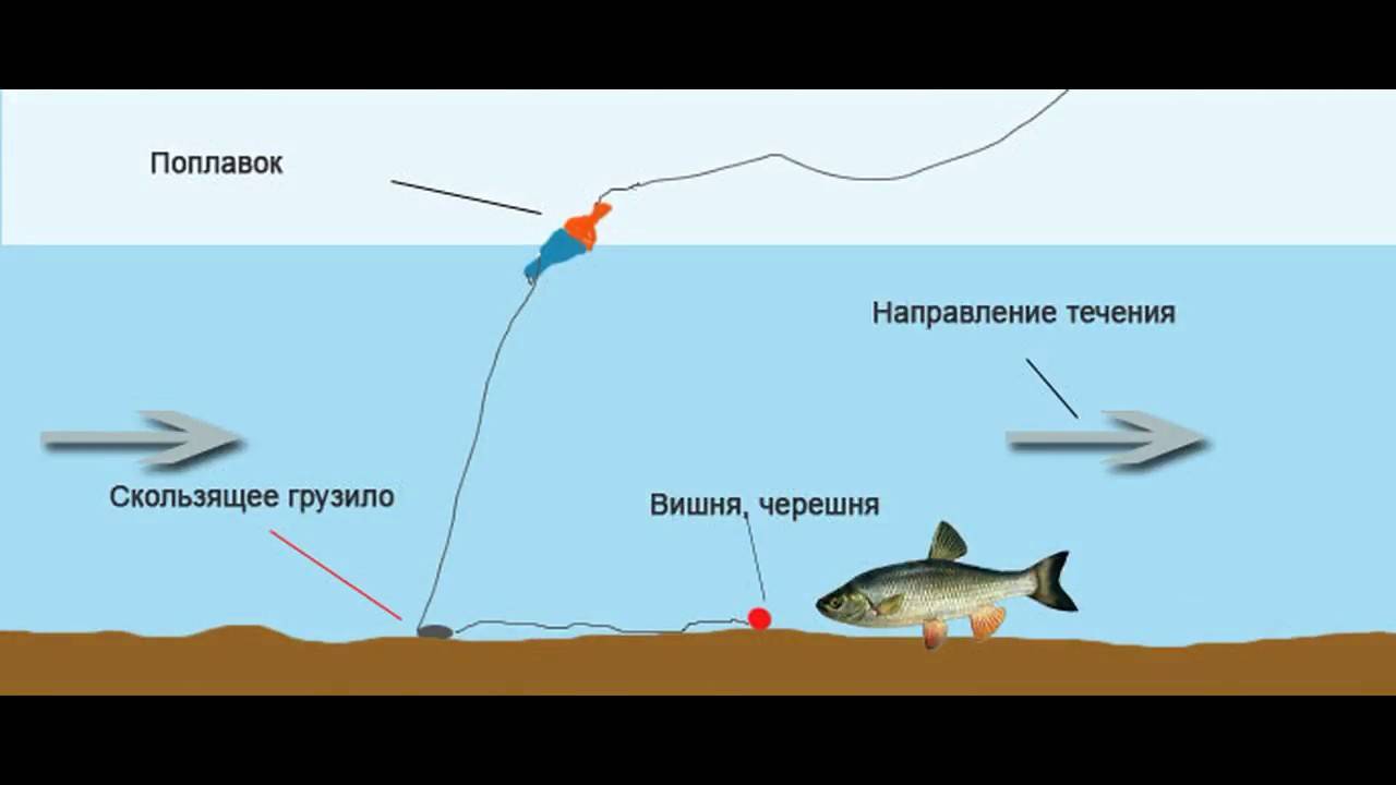Снасти для ловли сома