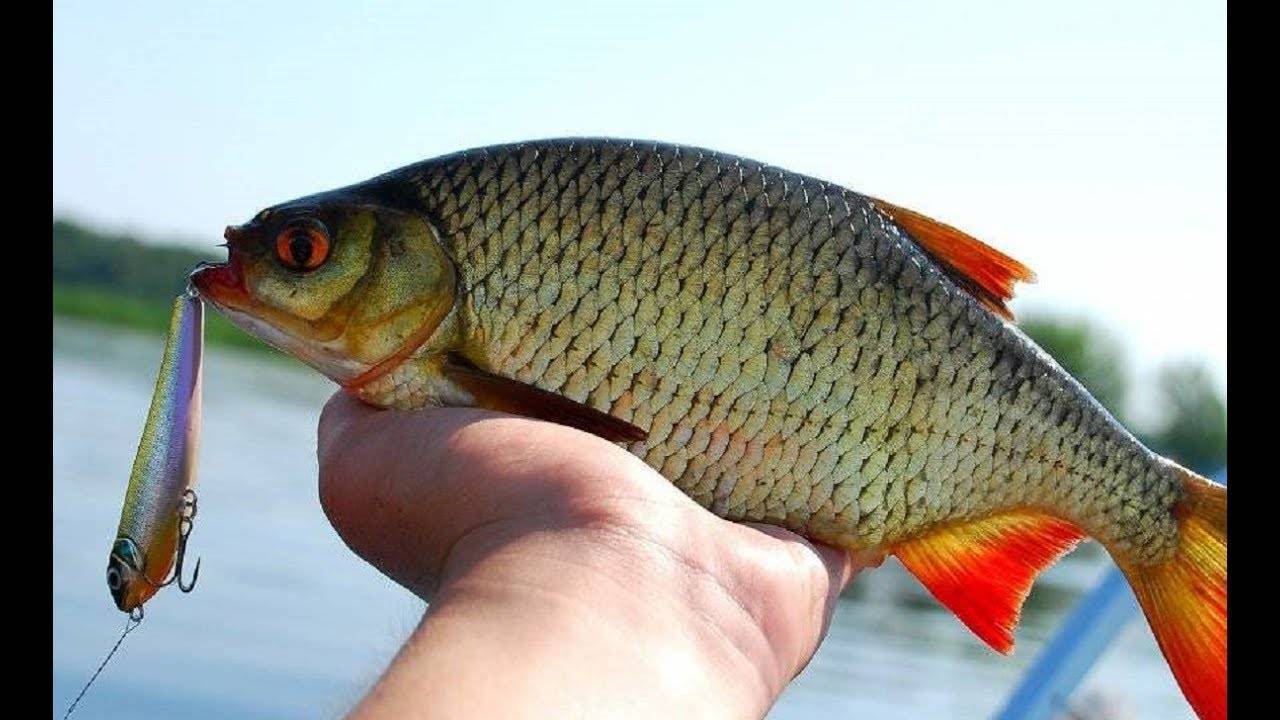 Красная рыба — виды и названия