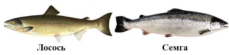 Чем отличается лосось. Лосось и семга отличие. Различие семги и лосося. Лосось сёмга форель различия. Форель семга лосось.