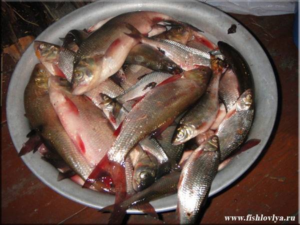 Особенности рыбалки в рязани и рязанской области