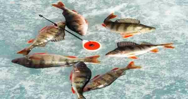 Зимняя ловля окуня: снасти, приманки, тактика рыбалки