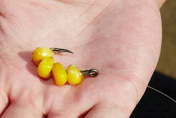 ✅ как хранить ферментированную кукурузу ферментированная кукуруза для рыбалки - live-сад.рф