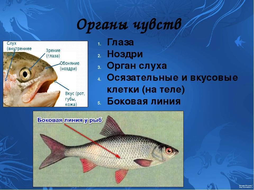 Строение рыб: описание,внешний вид,нервная система,кровеносная система | аквариумные рыбки