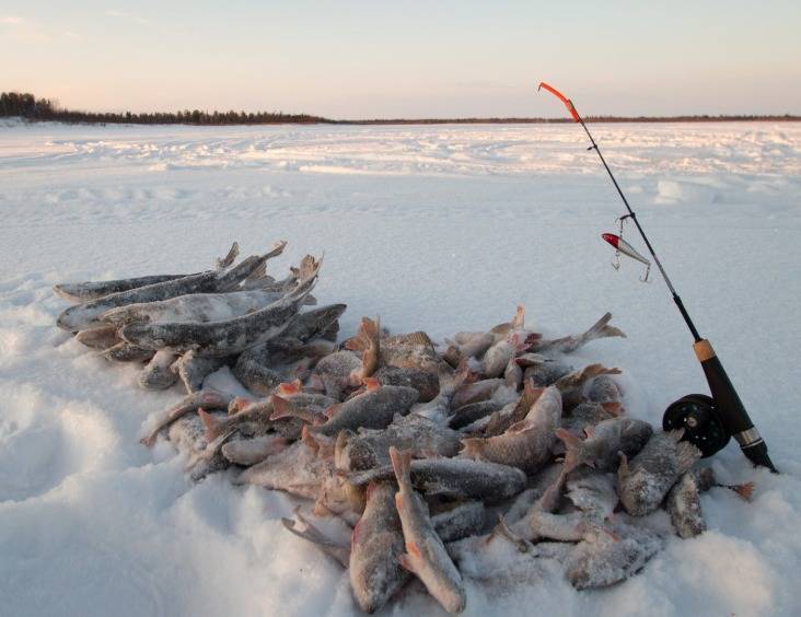 Рыбалка в Ямало-Ненецком автономном округе: лучшие места на карте ТОП-10
