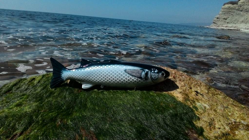 Черноморская рыба чуларка