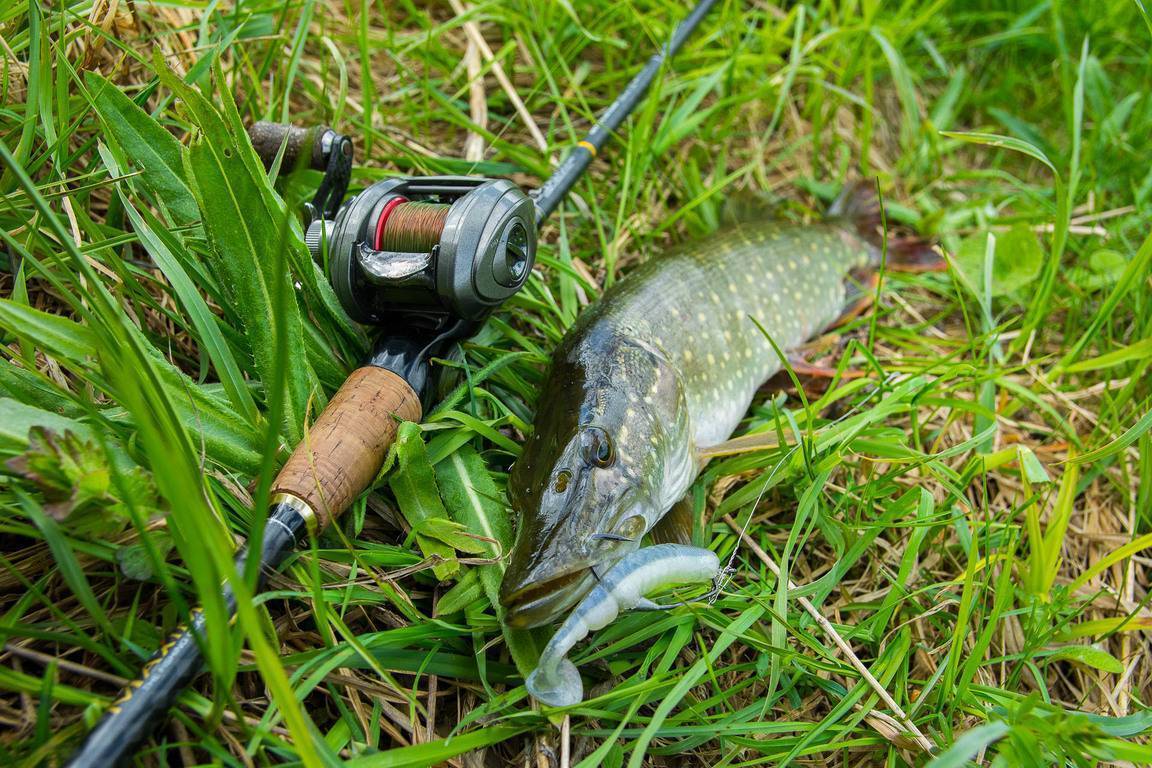 Рыбалка на реке: о рыбах речных и способах их ловли
