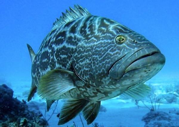 Групер рыба: ее разновидности, места обитания