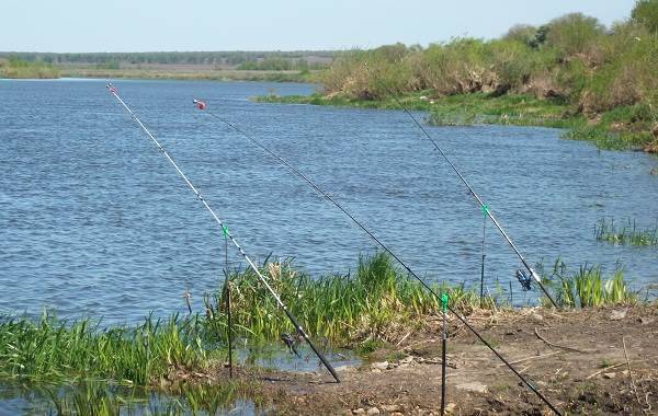 Рыбалка на дону в волгоградской области – куда отправиться? – суперулов – интернет-портал о рыбалке