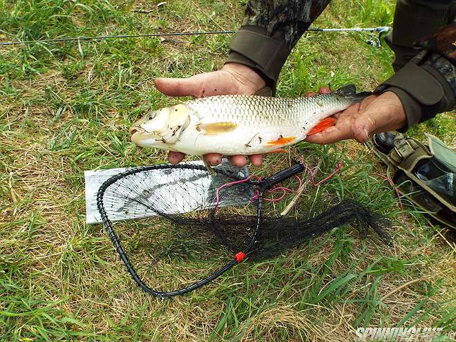 Firstfisher.ru – интернет-журнал о рыбалке и рыболовах.  ловим голавля на майского жука