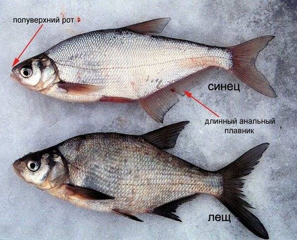 Рыба густера — фото и описание