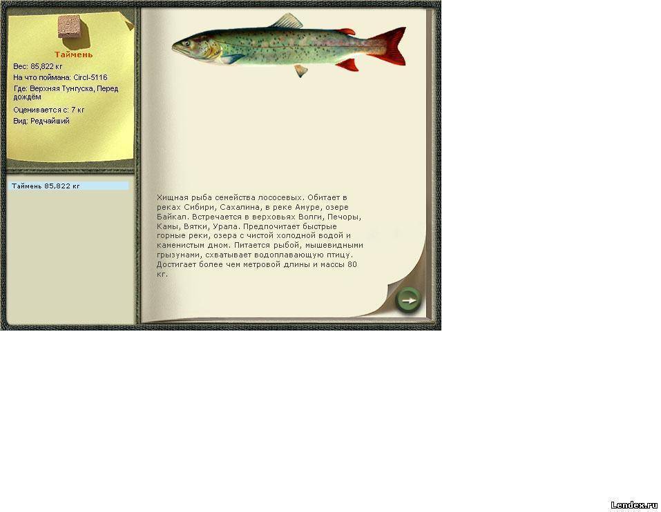 Ловля тайменя на спиннинг: рекомендации профессионалов - читайте на сatcher.fish