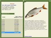Плотва, фото и описание рыбы, на что ловить
