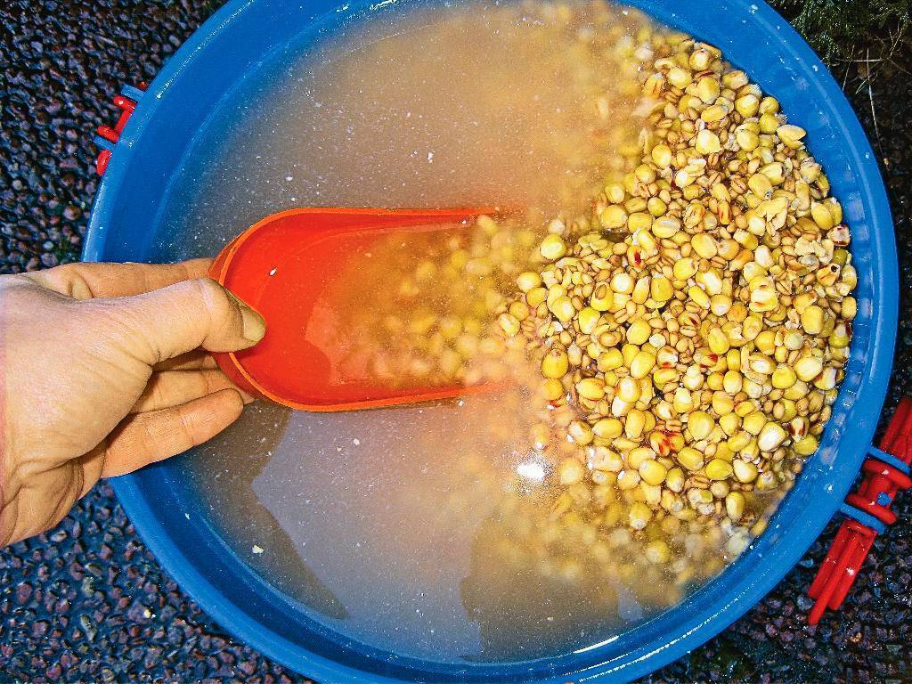 Подготовка пшеницы для рыбалки