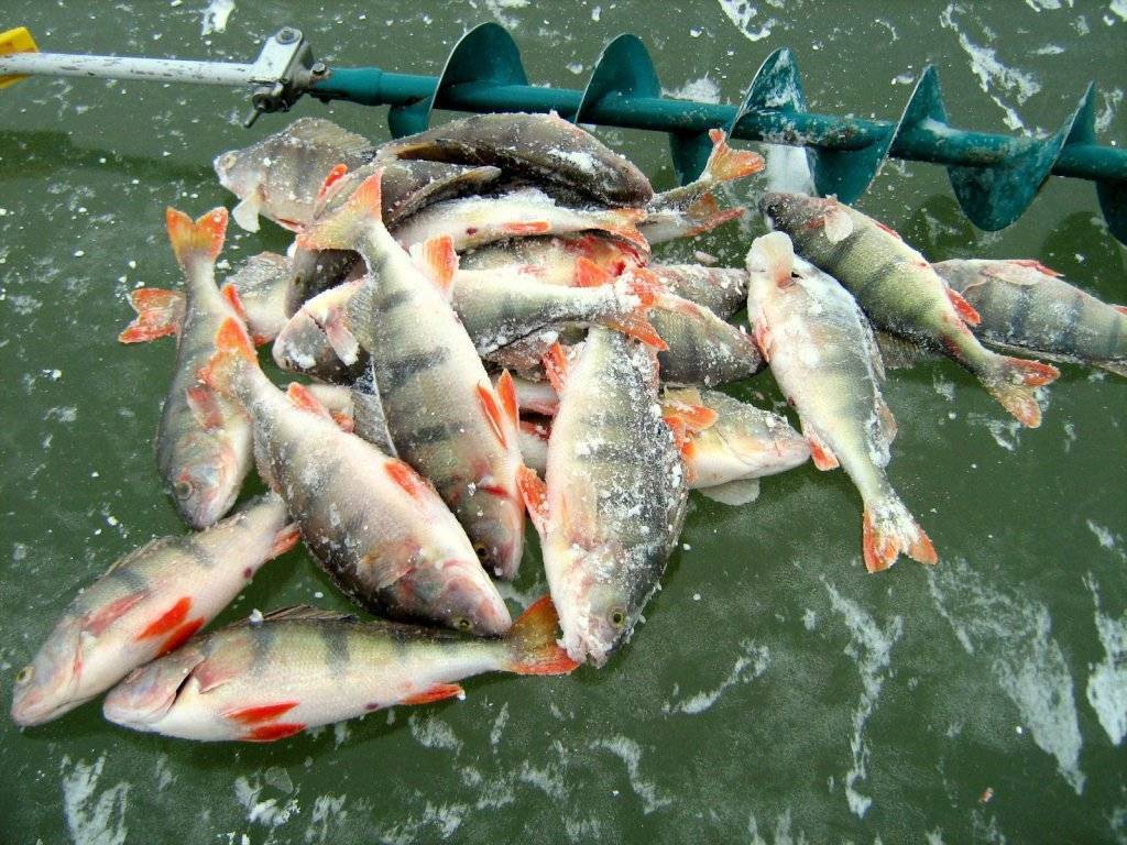 Рыболовные туры и платная рыбалка в воронежской области