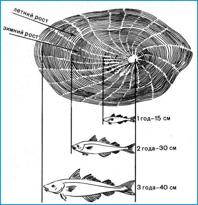Как можно определить возраст рыбы при помощи исследования чешуи и костей