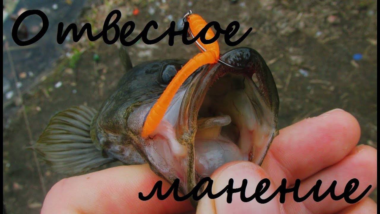 Рыба ротан, фото и особенности головешки, видео рыбной ловли летом