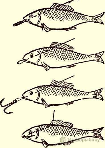 5 способов как правильно насаживать опарыша на крючок - рыбачок!сайт рыбачок
