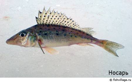 Рыба ерш. описание рыбы, ловля, рецепты, фото и видео