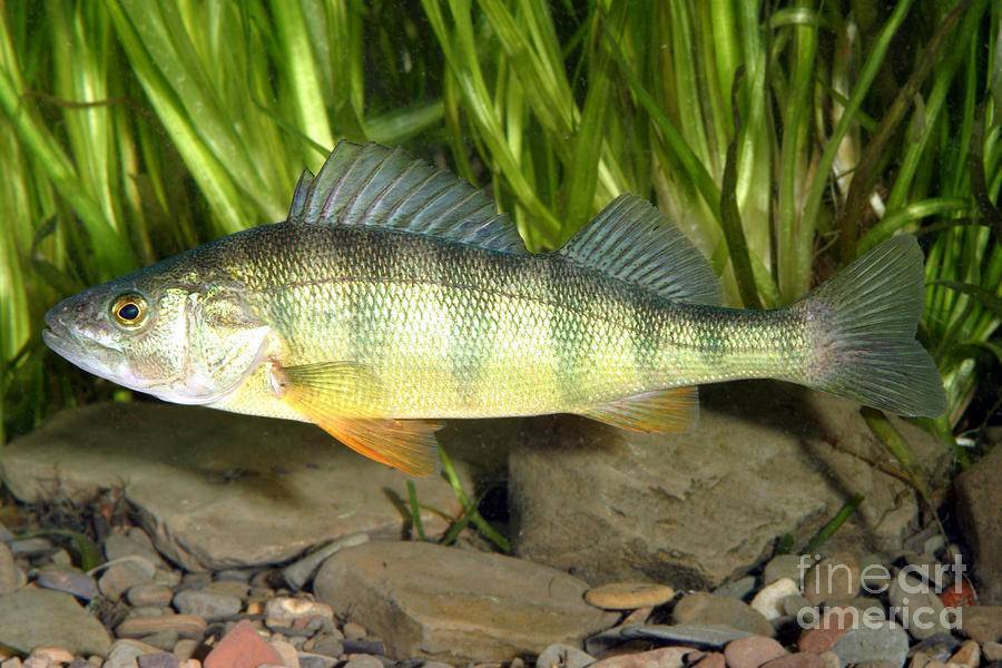Калифорнийский солнечный окунь — описание вида, содержание радужной рыбы в аквариуме, можно ли есть