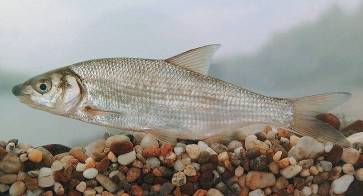 Рыба «Елец сибирский» фото и описание